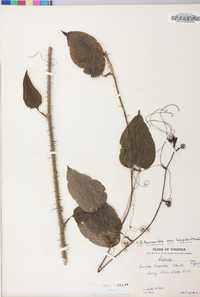 Smilax tamnoides image