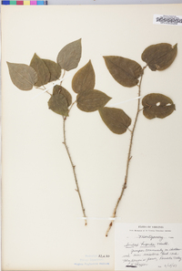 Smilax tamnoides image