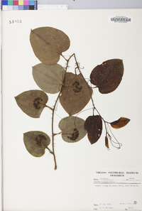 Smilax tamnoides image