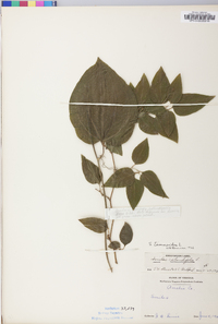 Smilax tamnoides image