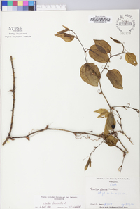 Smilax tamnoides image