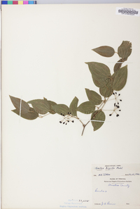 Smilax tamnoides image