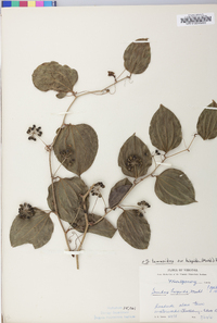 Smilax tamnoides image