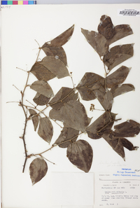 Smilax tamnoides image