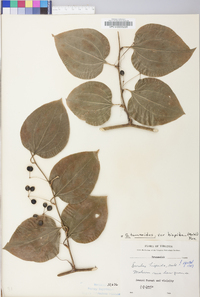 Smilax tamnoides image