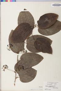 Smilax tamnoides image