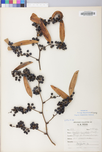 Smilax laurifolia image