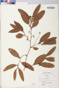 Smilax laurifolia image