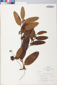 Smilax laurifolia image