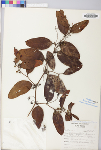 Smilax laurifolia image