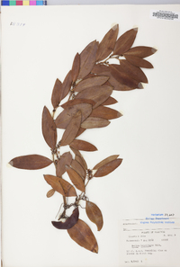 Smilax laurifolia image