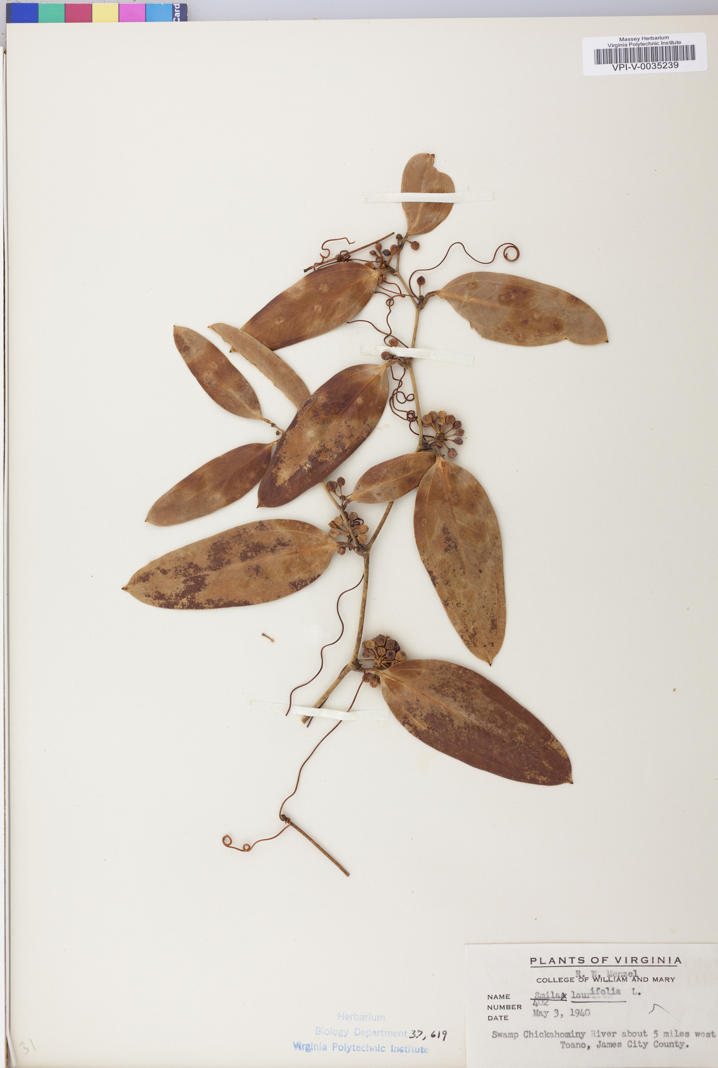 Smilax laurifolia image