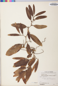 Smilax laurifolia image