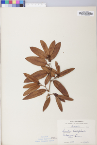 Smilax laurifolia image