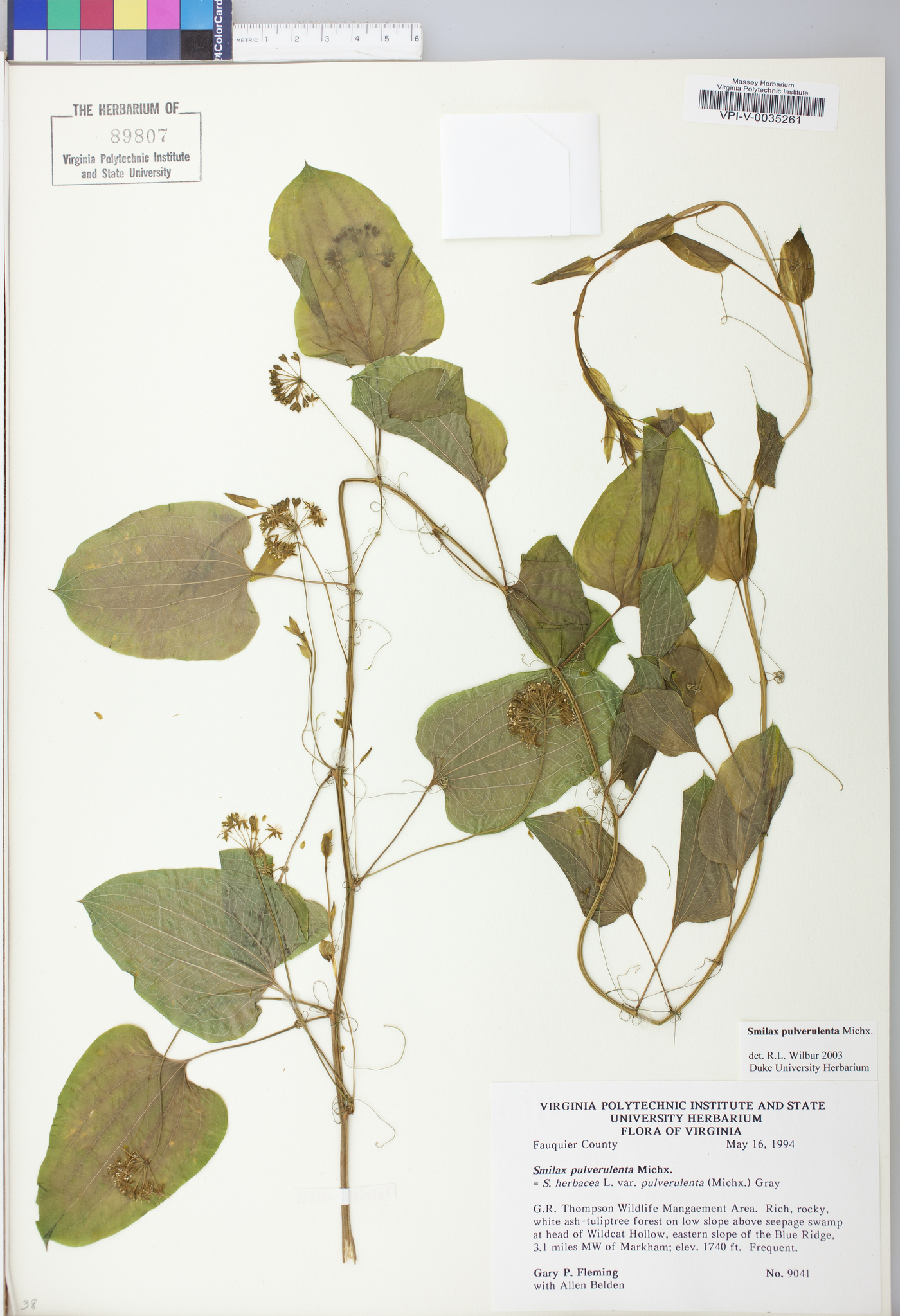 Smilax pulverulenta image