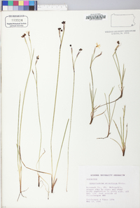 Sisyrinchium atlanticum image