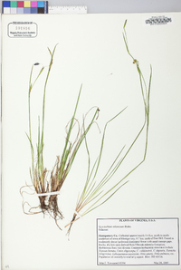 Sisyrinchium atlanticum image