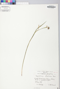 Sisyrinchium atlanticum image