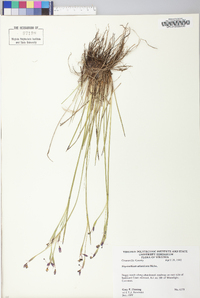 Sisyrinchium atlanticum image