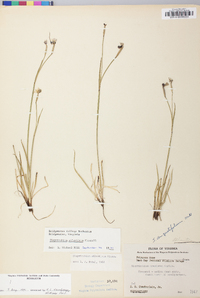 Sisyrinchium atlanticum image