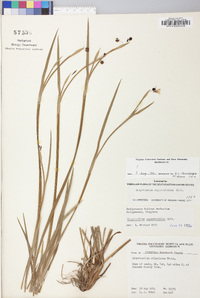 Sisyrinchium atlanticum image