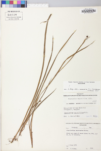 Sisyrinchium atlanticum image