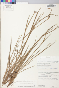 Sisyrinchium atlanticum image