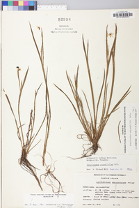 Sisyrinchium atlanticum image