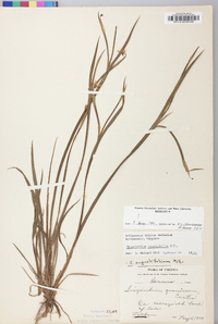 Sisyrinchium atlanticum image