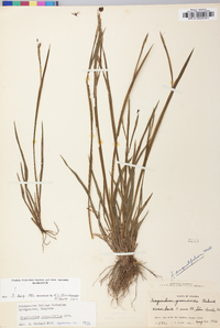 Sisyrinchium atlanticum image