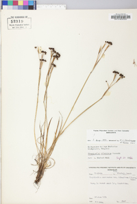 Sisyrinchium atlanticum image