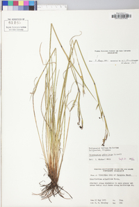 Sisyrinchium atlanticum image