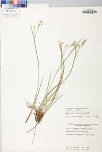 Sisyrinchium atlanticum image