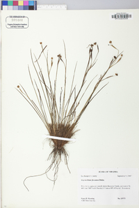 Sisyrinchium fuscatum image