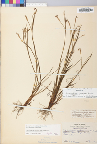 Sisyrinchium fuscatum image