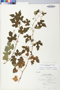 Ampelopsis humulifolia image