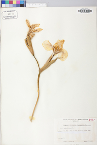 Iris pseudacorus image