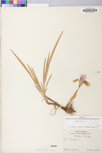 Iris verna image