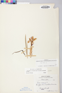 Iris verna var. smalliana image