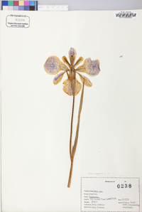 Iris virginica image