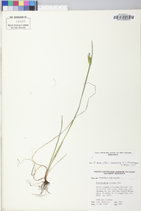 Sisyrinchium albidum image