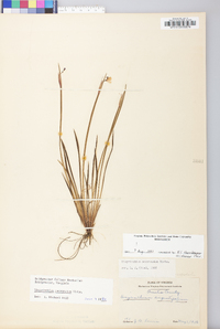 Sisyrinchium mucronatum image