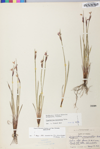 Sisyrinchium mucronatum image