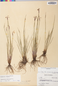 Sisyrinchium mucronatum image