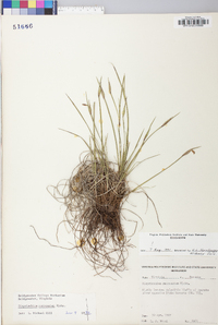 Sisyrinchium mucronatum image