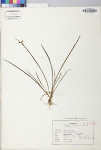 Sisyrinchium mucronatum image