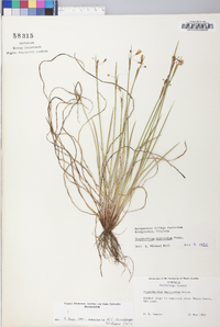 Sisyrinchium mucronatum image