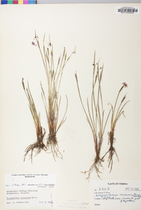 Sisyrinchium mucronatum image