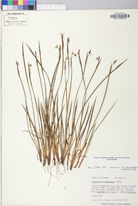 Sisyrinchium mucronatum image