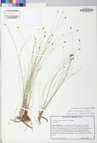 Eleocharis tenuis image